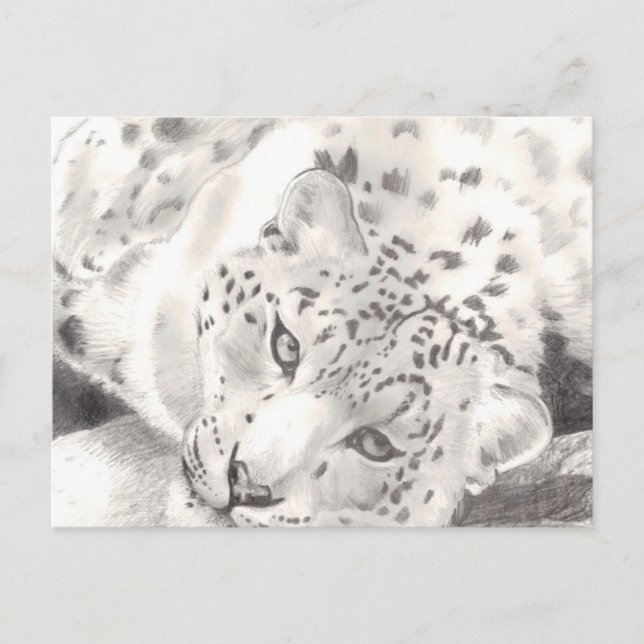Cartão Postal Snow Lepard (Frente)