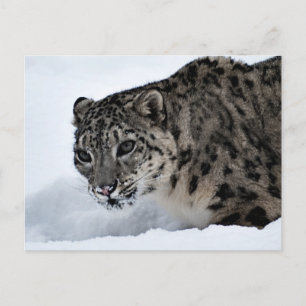 Cartão Postal Snow Lepard