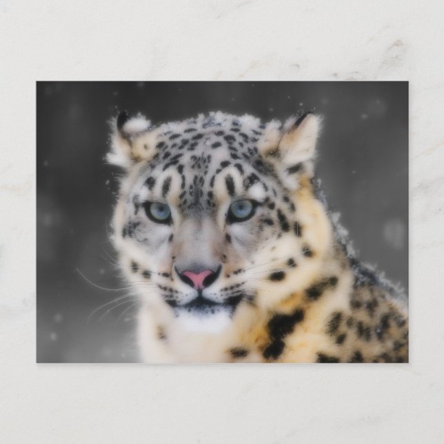 Cartão Postal Snow Lepard (Frente)
