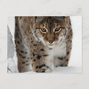 Cartão Postal Snow Lynx