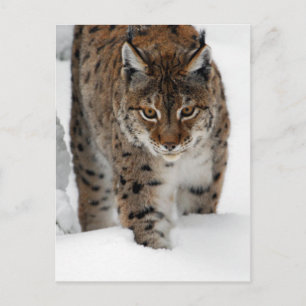 Cartão Postal Snow Lynx