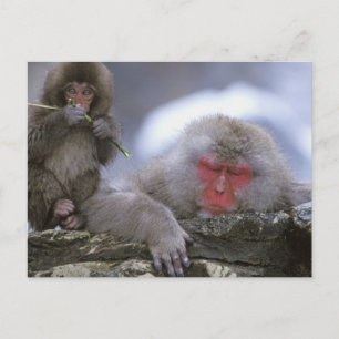 Cartão Postal Snow Monkey Madre & Child, Jigokudani, Nagano,