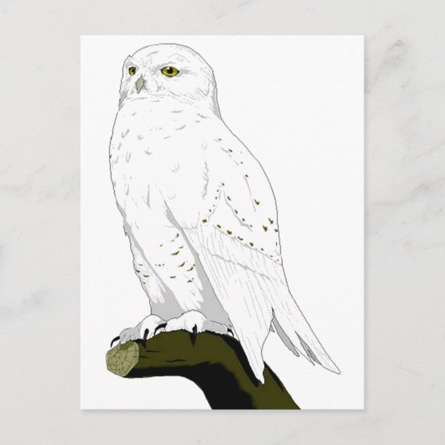 Cartão Postal Snow Owl (Frente)