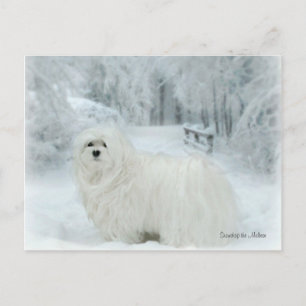 Cartão Postal Snowdrop o Cartão-postal maltês
