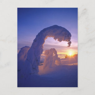 Cartão Postal Snowghosts in the Whitefish Range of Montana