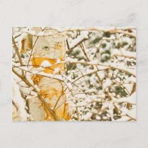 Cartão Postal Snowy Birch