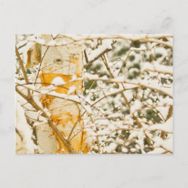 Cartão Postal Snowy Birch