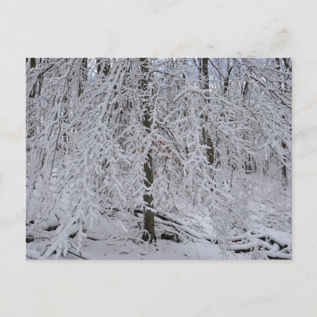 Cartão Postal Snowy Birch Tree Canopy (Frente)