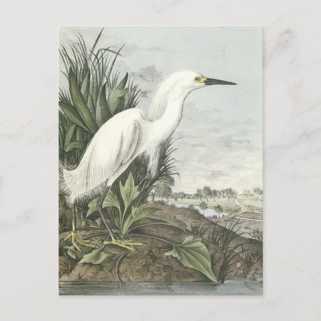 Cartão Postal Snowy Egret (Frente)