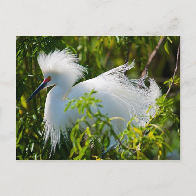 Cartão Postal Snowy Egret (Frente)