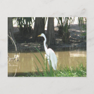 Cartão Postal Snowy Egret