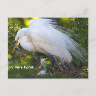 Cartão Postal Snowy Egret com Cartão-Postal para Bebês