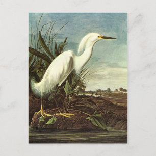 Cartão Postal Snowy Egret, John James Audubon