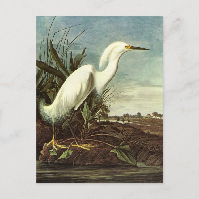 Cartão Postal Snowy Egret, John James Audubon (Frente)