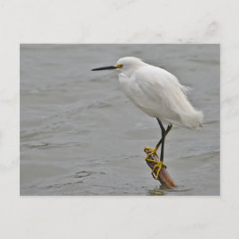 Cartão Postal Snowy Egret se posicionou contra um vento frio