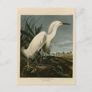 Cartão Postal Snowy Heron (Egret) - Aves da América de Audubon