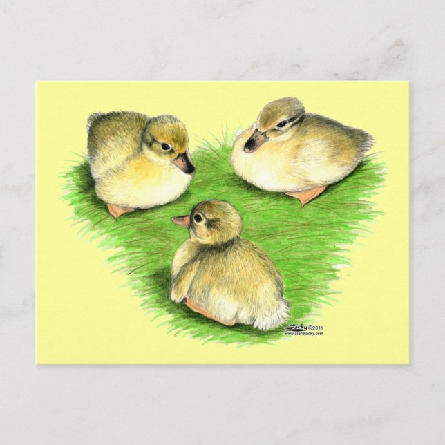 Cartão Postal Snowy Mallard Ducklings (Frente)