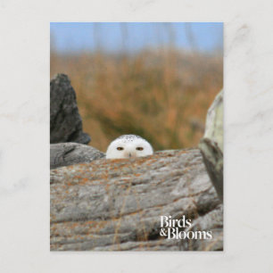Cartão Postal Snowy Owl