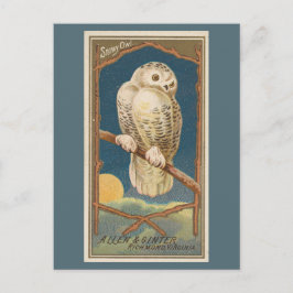 Cartão Postal Snowy Owl