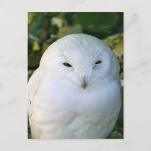 Cartão Postal Snowy Owl