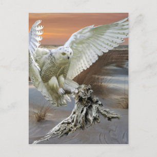 Cartão Postal Snowy Owl