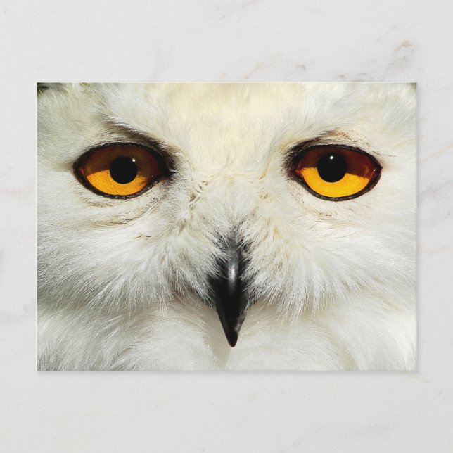 Cartão Postal Snowy Owl (Frente)