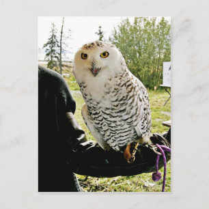 Cartão Postal Snowy Owl