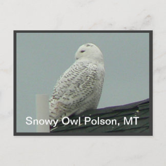 Cartão Postal Snowy Owl