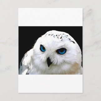 Cartão Postal Snowy Owl