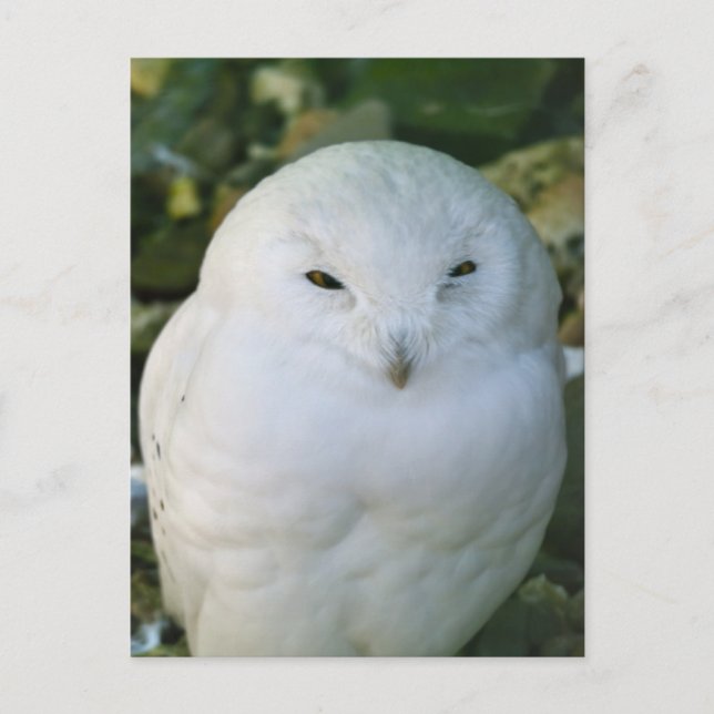 Cartão Postal Snowy Owl (Frente)