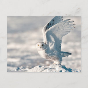 Cartão Postal Snowy Owl a sair da neve