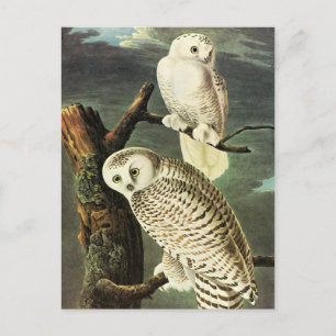 Cartão Postal Snowy Owl - Audubon Fine Vintage Birds América