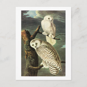 Cartão Postal Snowy Owl - Audubon Fine Vintage Birds América