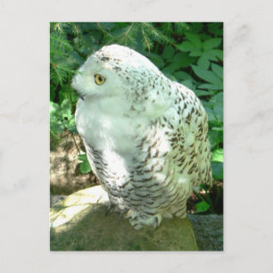 Cartão Postal Snowy Owl Bird