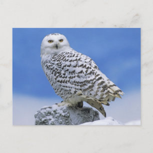 Cartão Postal Snowy Owl (Bubo scandiacus)