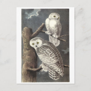 Cartão Postal Snowy Owl de Audubon