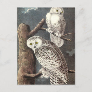 Cartão Postal Snowy Owl de Audubon