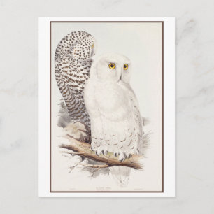 Cartão Postal Snowy Owl Lithógrafo por Edward Lear