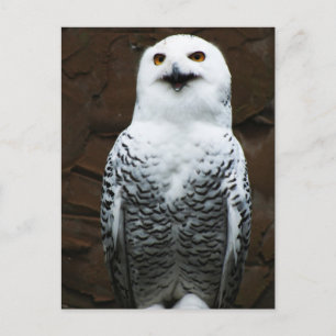 Cartão Postal Snowy Owl pca