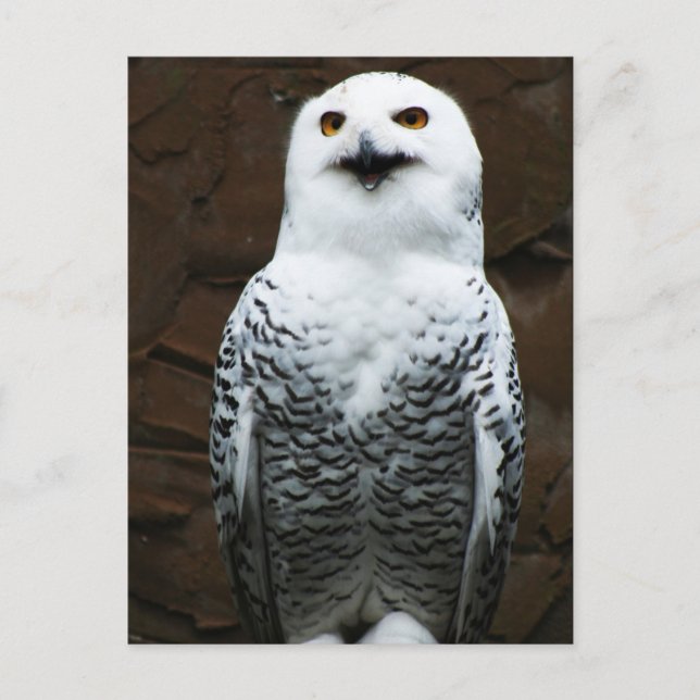 Cartão Postal Snowy Owl pca (Frente)