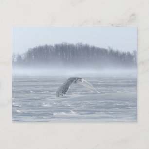 Cartão Postal Snowy Owl Voando No Inverno