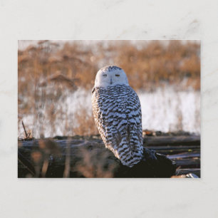 Cartão Postal Snowy Owl Winking