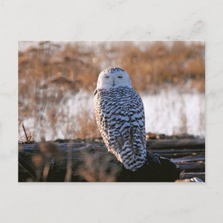 Cartão Postal Snowy Owl Winking