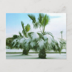 Cartão Postal Snowy Palms em Seadrift Texas