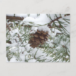 Cartão Postal Snowy Pine Cone I Winter Nature Photoshop