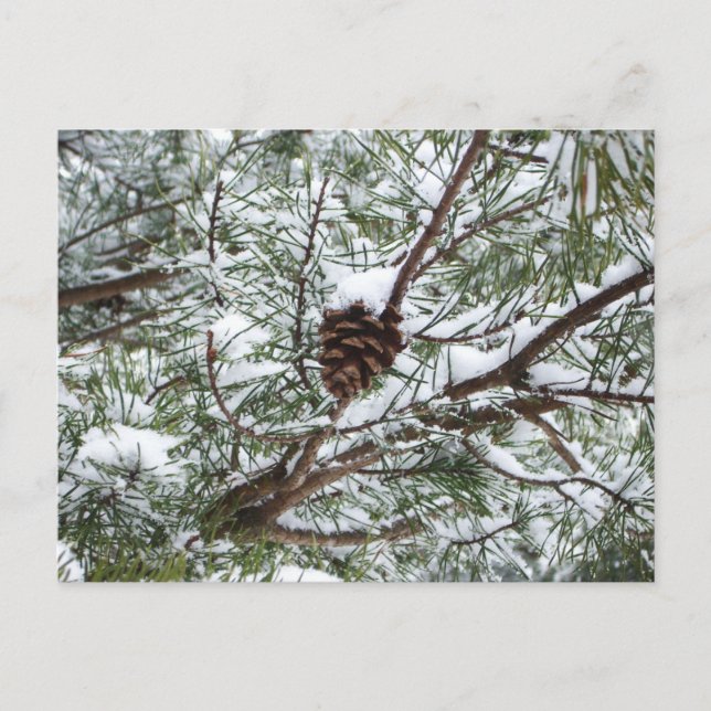 Cartão Postal Snowy Pine Cone II Fotografia de inverno (Frente)