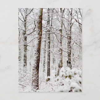 Cartão Postal Snowy Pocono Woodlands
