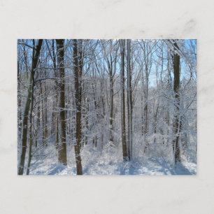 Cartão Postal Snowy Poplar Forest I