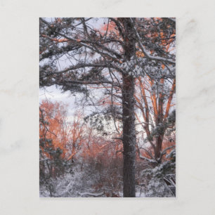 Cartão Postal Snowy Sunrise Winter Snow Pine Tree Photo