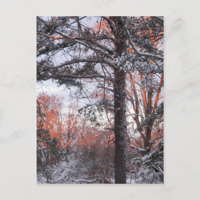 Cartão Postal Snowy Sunrise Winter Snow Pine Tree Photo (Frente)
